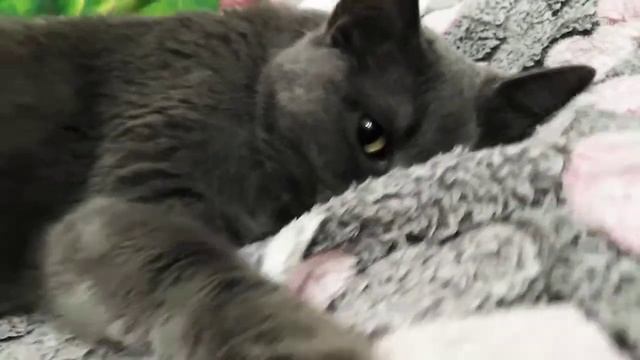 Кошачья наглость! Кот спит на моей кровати! смотреть онлайн