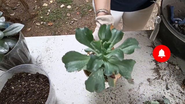 echeveria Gibbiflora hybrit succulent care and repot #echeveria #succulentgarden смотреть онлайн