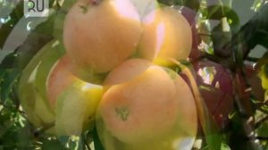 Проверенные сорта яблонь для климата Зауралья