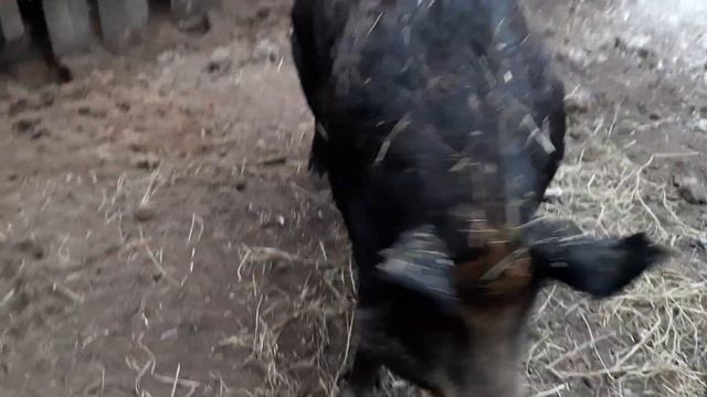 Венгерская мангалица полукровка с поросятами 27дней. смотреть онлайн