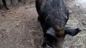 Венгерская мангалица полукровка с поросятами 27дней.