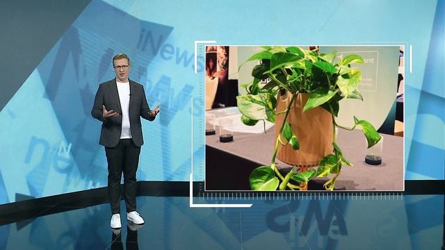 Мотокалоши и очищающее воздух растение: iNews №486 от 01.02.2023 смотреть онлайн