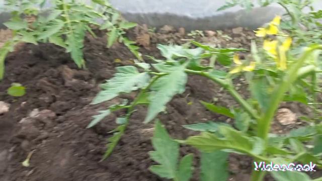 1000077205.mp4 Нирвана😉🤣👍