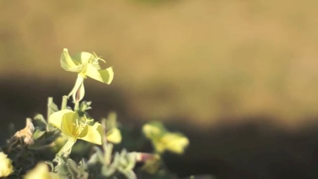 Canon 50mm f0.95 on a sony nex-7 смотреть онлайн