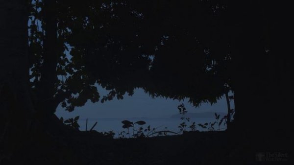 4K Early Bird - Tropical Birdsong - Dawn Chorus - Chickets & Waves - No Loop - Relaxing Nature Sound