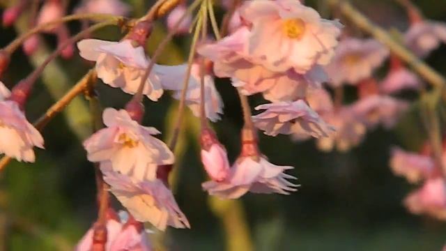 Prunus subhirtella Pendula Plena Rosea смотреть онлайн
