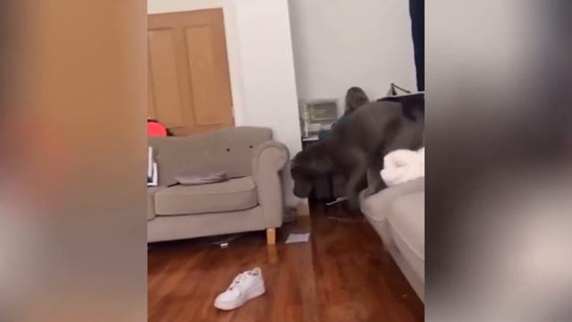 Все Ржали 24 Часа 😂 Подборка Смешных Животных смотреть онлайн