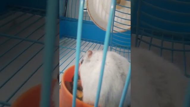 Как живет джунгарский хомяк в клетке смотреть онлайн