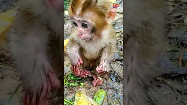 Look so lovely baby monkey try to add power смотреть онлайн