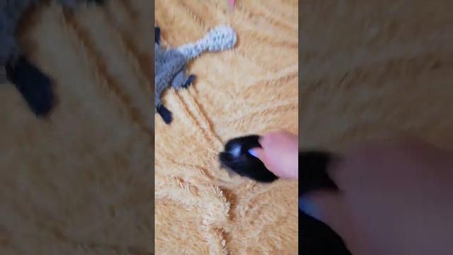 Норка Нора - карманный бультерьер смотреть онлайн