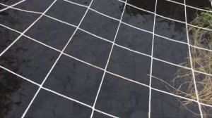 Белый Амур. Уникальная рыба. Полезная.