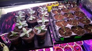 Рассада 11 марта. Где я размещаю рассаду в квартире.