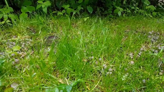 Czernidłak gromadny (Coprinellus disseminatus) – 22.05.2019, Nowa Huta, Kraków смотреть онлайн