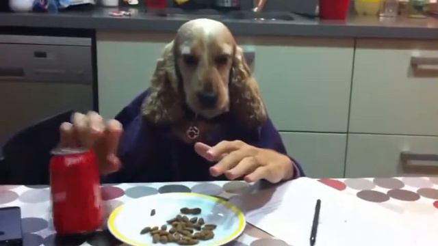 Собака как человек или на оборот смотреть онлайн