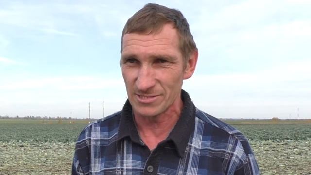 Уборка капусты в агрофирме Нармонка смотреть онлайн