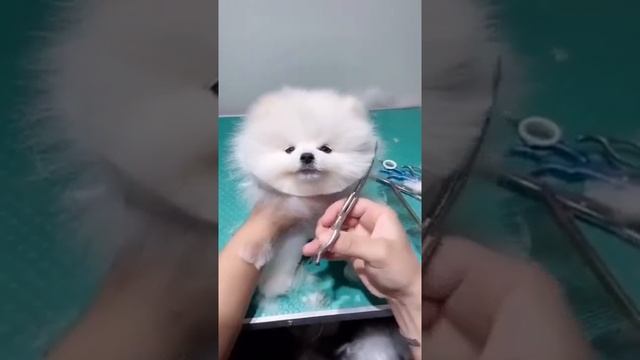 Невероятно милая собачка / little funny dog #shorts смотреть онлайн