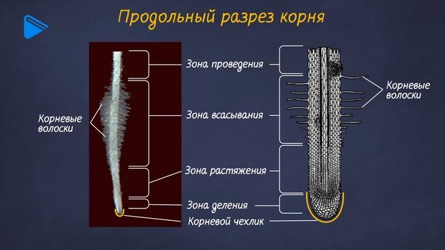 6 класс - Биология - Корень растения смотреть онлайн