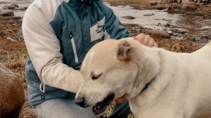 Последние недели беременности и роды алабая | Туркменский алабай | Роды у собаки