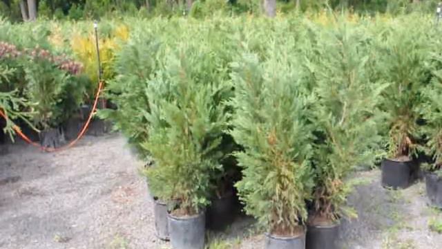 EZ To Grow and Hardy Tiger Daylilies смотреть онлайн