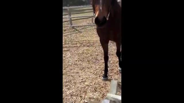 Pearl by Ideal Feb 2012 смотреть онлайн