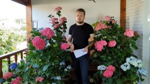 Гортензия. Есть ли жизнь после магазина ? Лечим. Спасаем .Реанимируем.