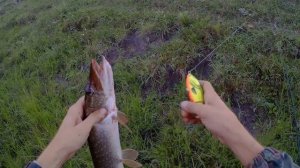 Щука на джерк , Salmo Slider 10 F( убийца щуки ) обловил Baby Buster SP.