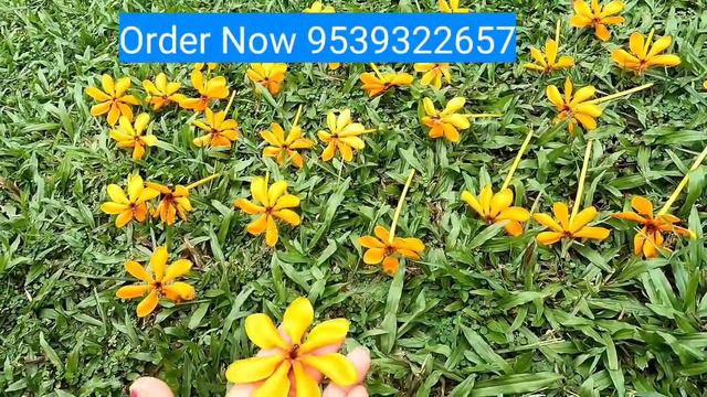 3തരത്തിൽ  നിറം മാറും Golden Gardenia. Colour Changing Fragrant Flower/ Care