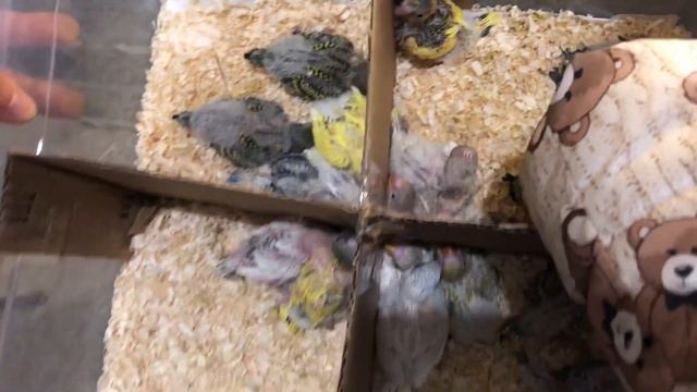 Сытые Малыши. смотреть онлайн