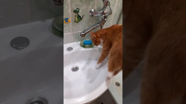 Кот пьет воду из крана🐈 смотреть онлайн
