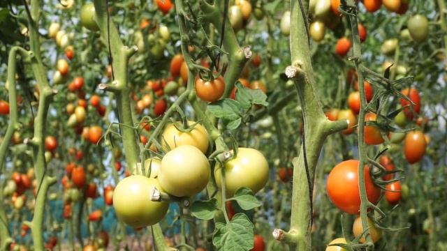 Market Garden Tools (Low Cost Start-Up) смотреть онлайн