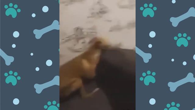 СМЕШНЫЕ ЖИВОТНЫЕ И ПИТОМЦЫ #84 АВГУСТ 2019 | Funny Pet House смотреть онлайн