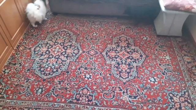 РАСПАКОВКА ПОКУПКИ Wildberries Аквариум смотреть онлайн