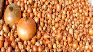 Лук Штутгартер