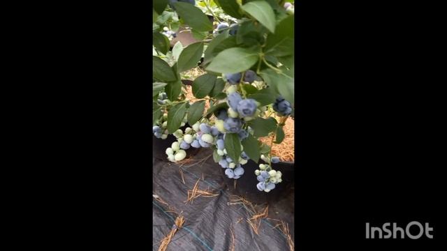 Когда ждать урожай на голубике??? смотреть онлайн