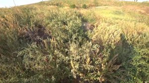 Охота на перепела. Столько я не топтал. Охота без собаки