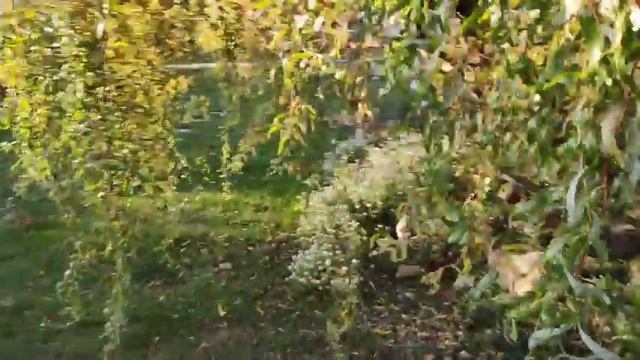 Обзор сада. Октябрь. Появились охристые оттенки, но яркие краски все ещё радуют.????? смотреть онлайн