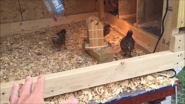 New fence and chicken coop смотреть онлайн