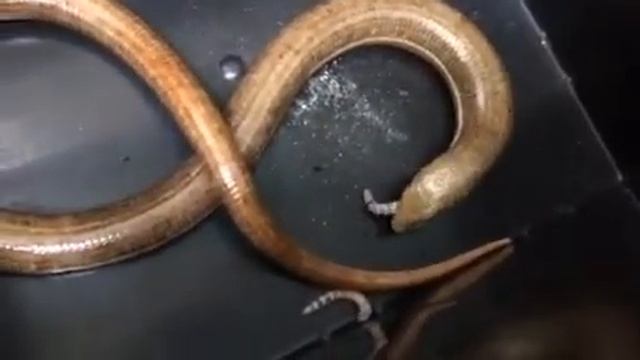 Izzy смотреть онлайн