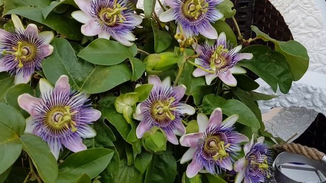 Passiflora Belotti смотреть онлайн