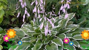 Хоста волнистая Альбомаргината. Краткий обзор, описание характеристик, где купить саженцы