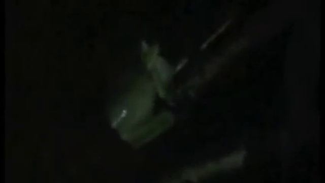 Litoria infrafrenata смотреть онлайн