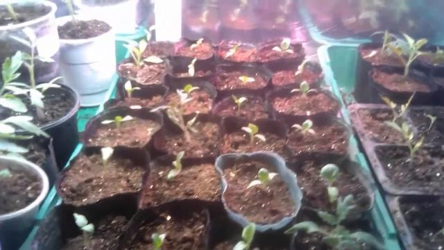 Подсветка для рассады из обычных светодиодных ламп. смотреть онлайн