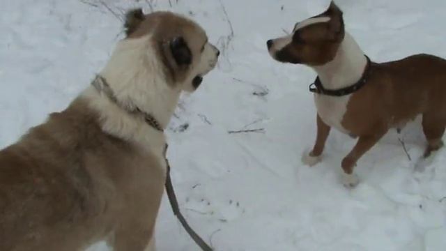 АЛАБАЙ ПРОТИВ АМЕРИКАНСКОГО СТАФФТЕРЬЕРА игра подружек :-))) смотреть онлайн