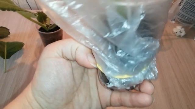 Как размножить Глоксинии черенками и листьями смотреть онлайн