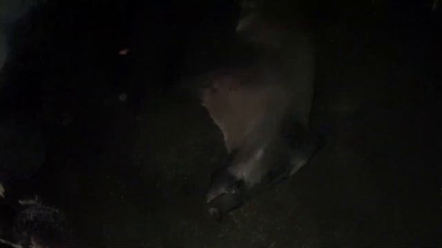 ПОШЛИ НА СОМА, ДОБЫЛИ КАБАНА. Рыбалка 2020 смотреть онлайн