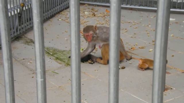 Сухумский обезьянник. Сухум. Отдых в Абхазии. смотреть онлайн