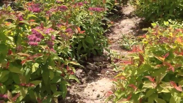 Спирея японская Голдфлейм смотреть онлайн