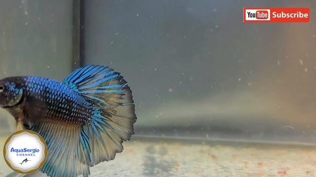 Молодые петушки/young bettas смотреть онлайн