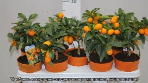 Мандариновое дерево — уход в домашних условиях