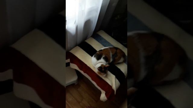 Почему другие котики боятся пульвиризатор ...подумала иЮля смотреть онлайн